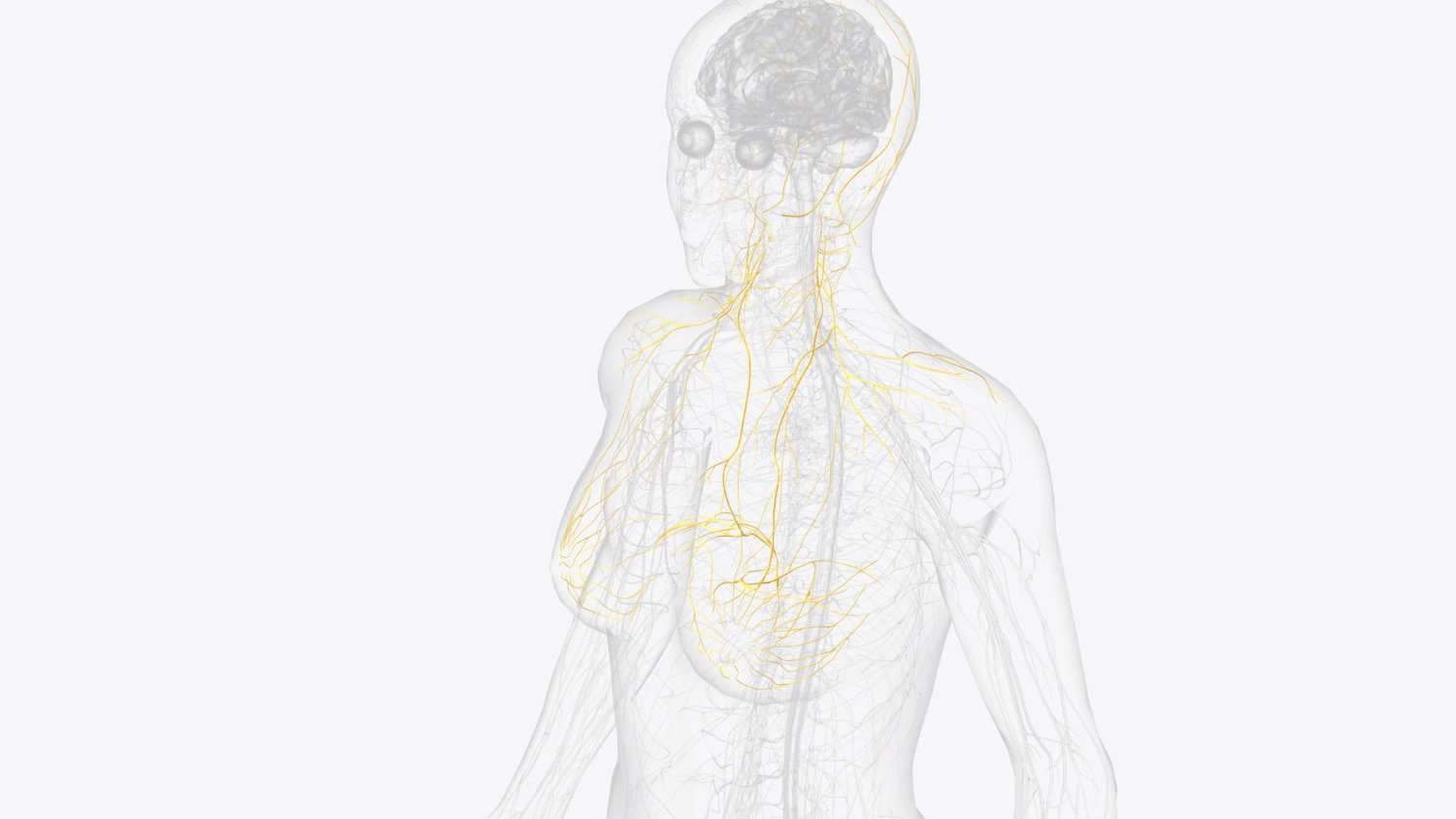 Vagus Nerve Stimulation Vagus Nerve Stimulation
